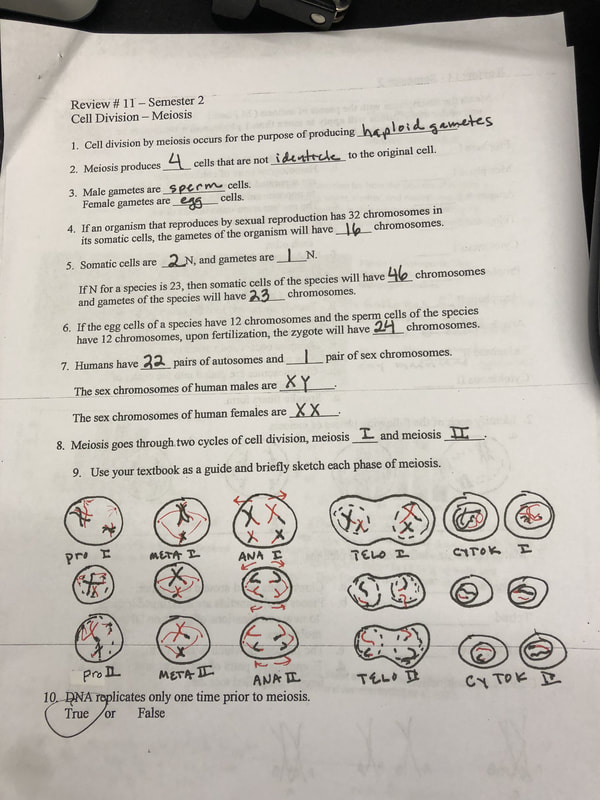 Featured image of post Biology Answer Key Biology The Cell Cycle Worksheet You can create printable tests and worksheets from these grade 9 biology questions